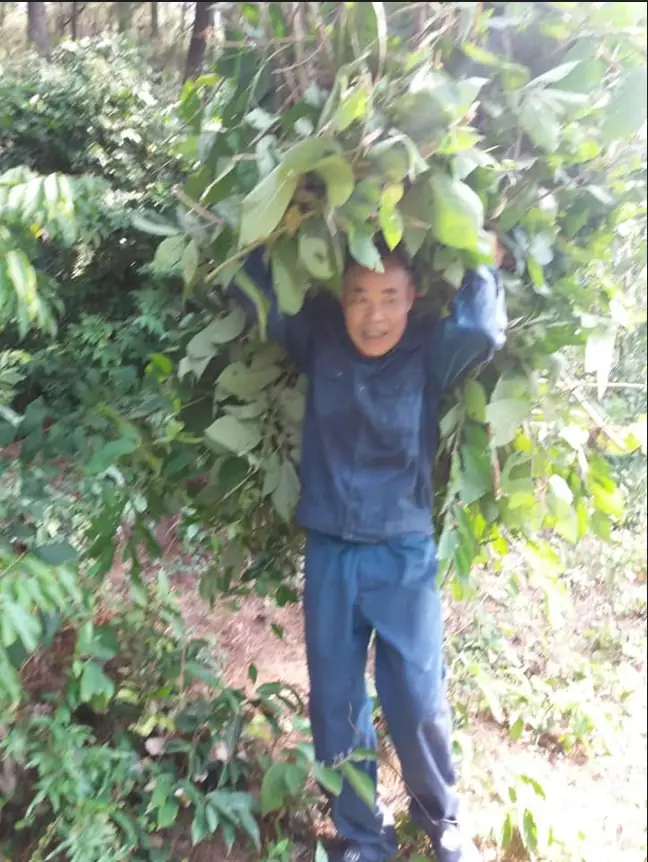 Quy trình sản xuất cao thảo dược