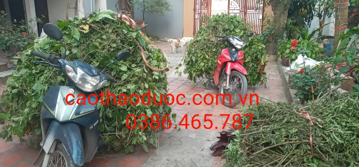 Nấu cao thảo dược thủ công