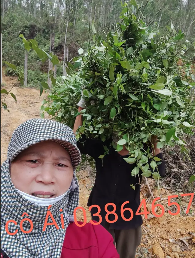 Nấu cao thảo dược thủ công