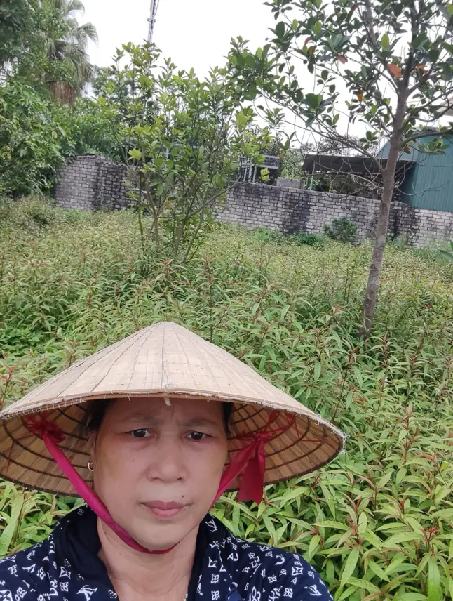 Nấu cao thảo dược thủ công