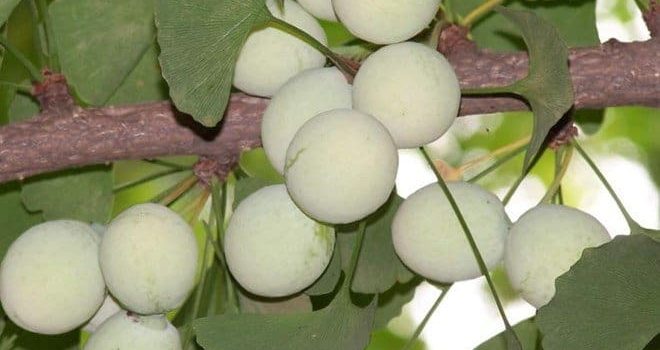 Cây thảo dược: 18 loại có tác dụng chữa bệnh tuyệt vời