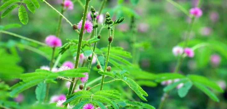 Cao bách thảo bài thuốc quý của người dân tộc Dao